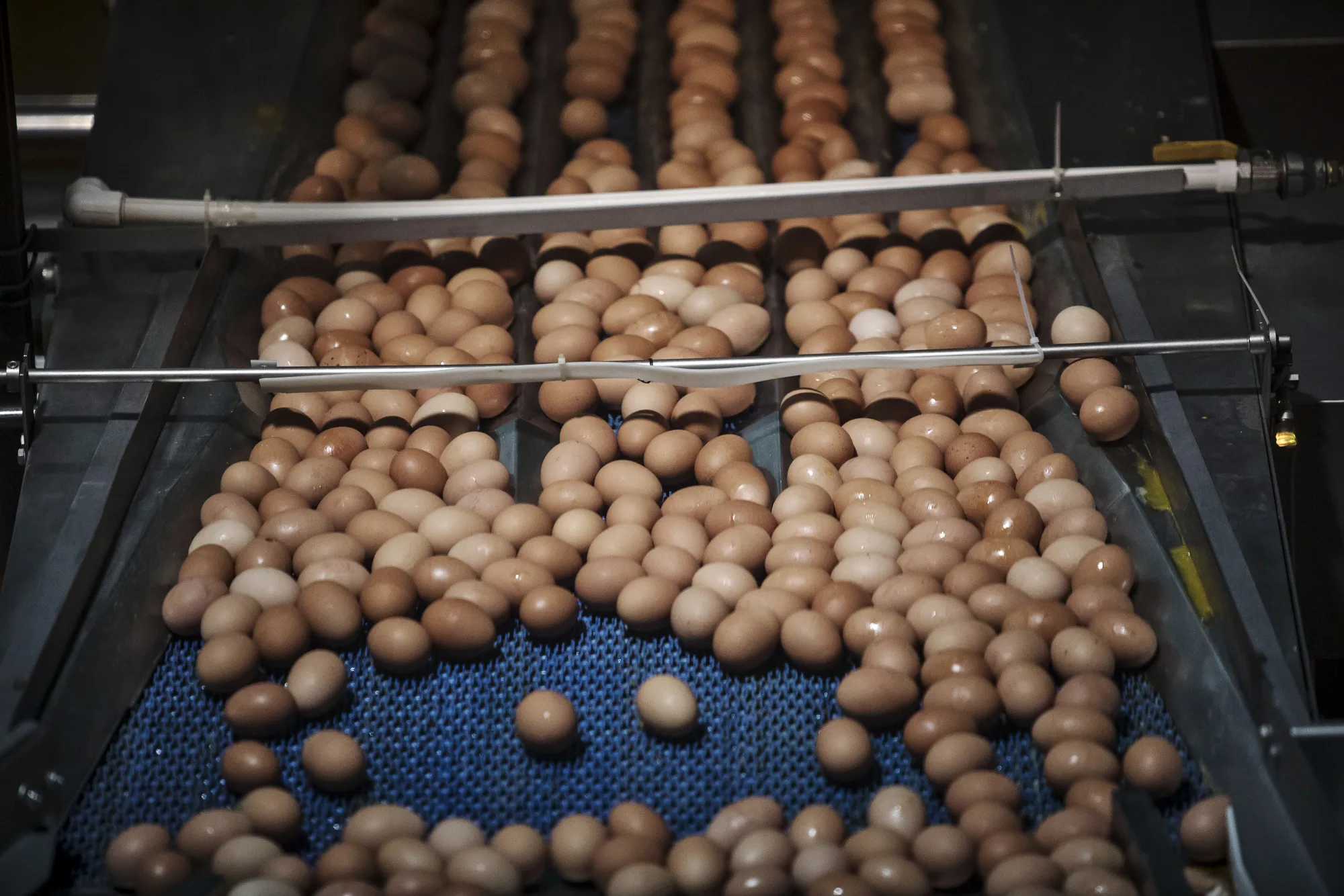 Operations at a CP Group Egg Factory