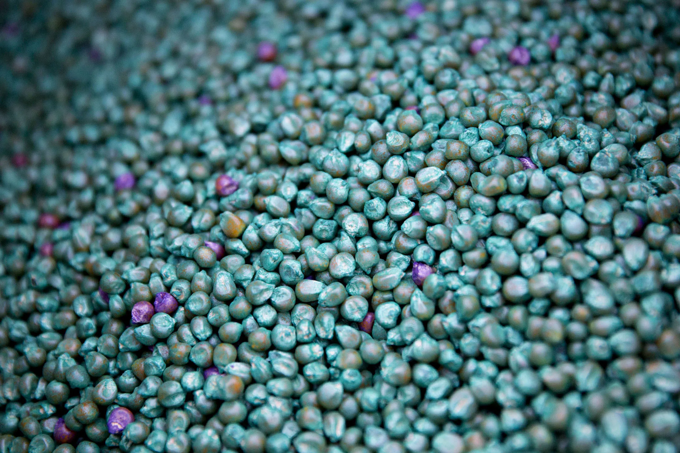Monsanto Co. DeKalb brand hybrid corn.
