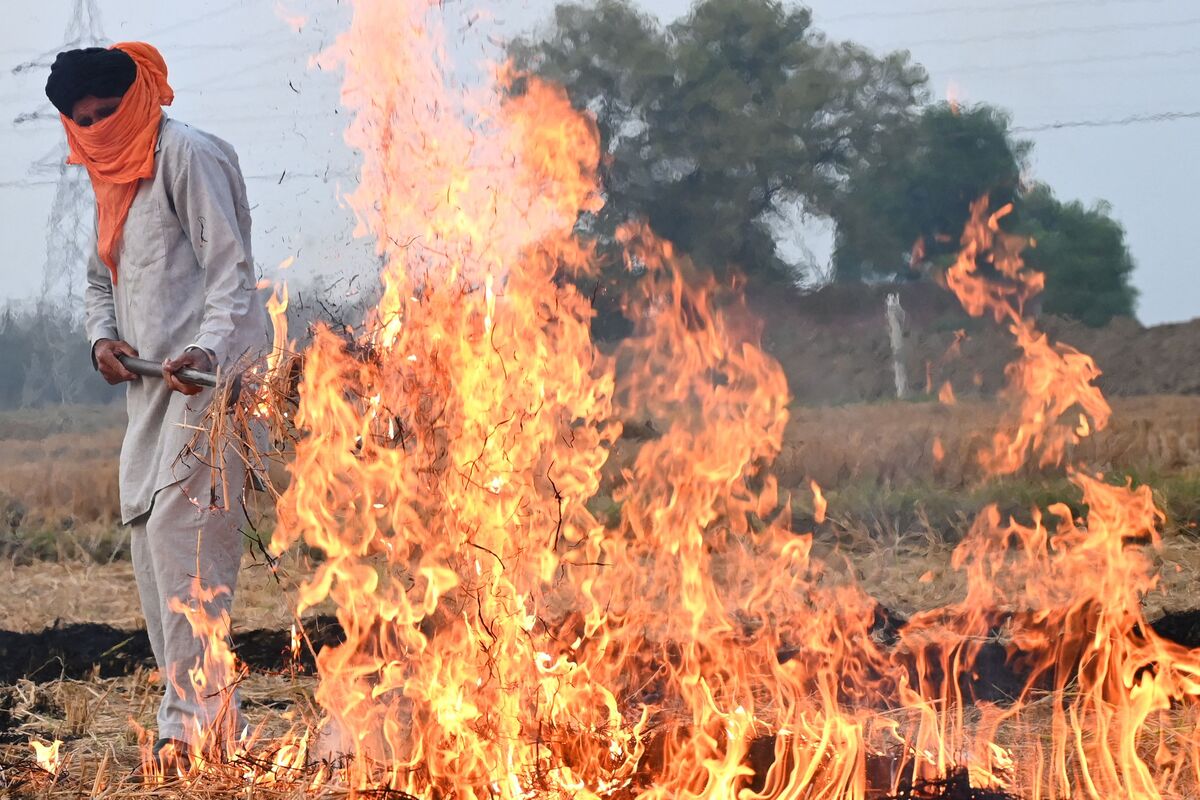 India’s Choking Diwali Smoke Billows From a Failed Farm Policy