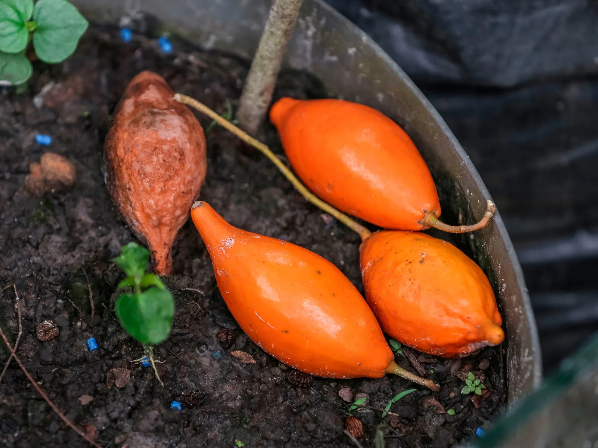 Iboga fruit
