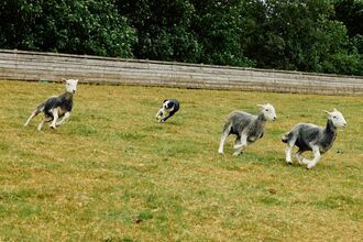 Pursuits_sheepdogs
