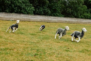 Pursuits_sheepdogs