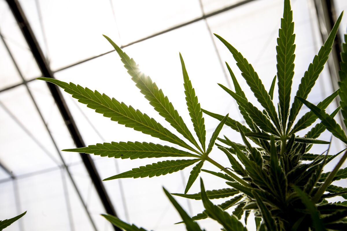 First Africa Cannabis SPAC to Go Ahead With Cilo Cybin Listing
