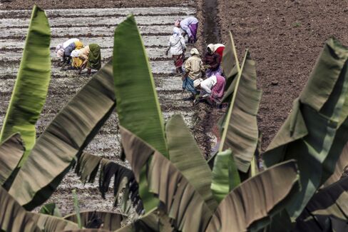 Farmers work a field
