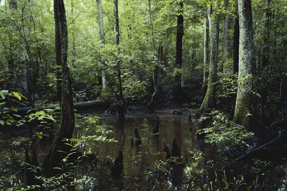 A Top U.S. Seller of Carbon Offsets Starts Investigating Its Own Projects