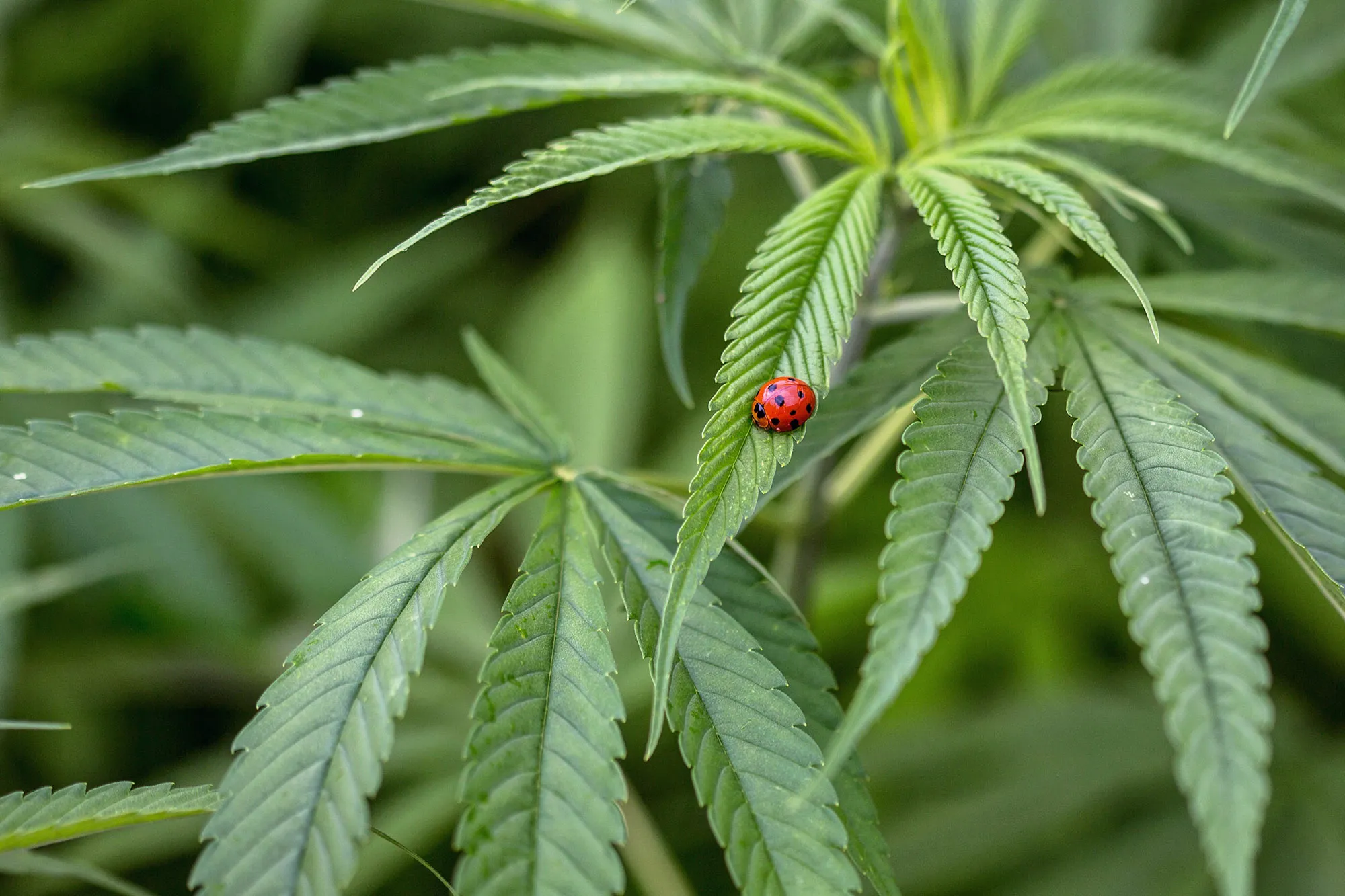 A ladybug crawls on the leaf of a hemp plant grown for medical research purposes.