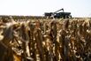 A Corn Harvest As US Exports Projected To Increase In 2024