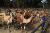 Operations Inside Good Earth Dairy Camel Dairy Farm