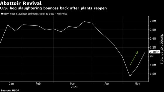 Slaughterhouse Comeback Signals Easing American Meat Shortages