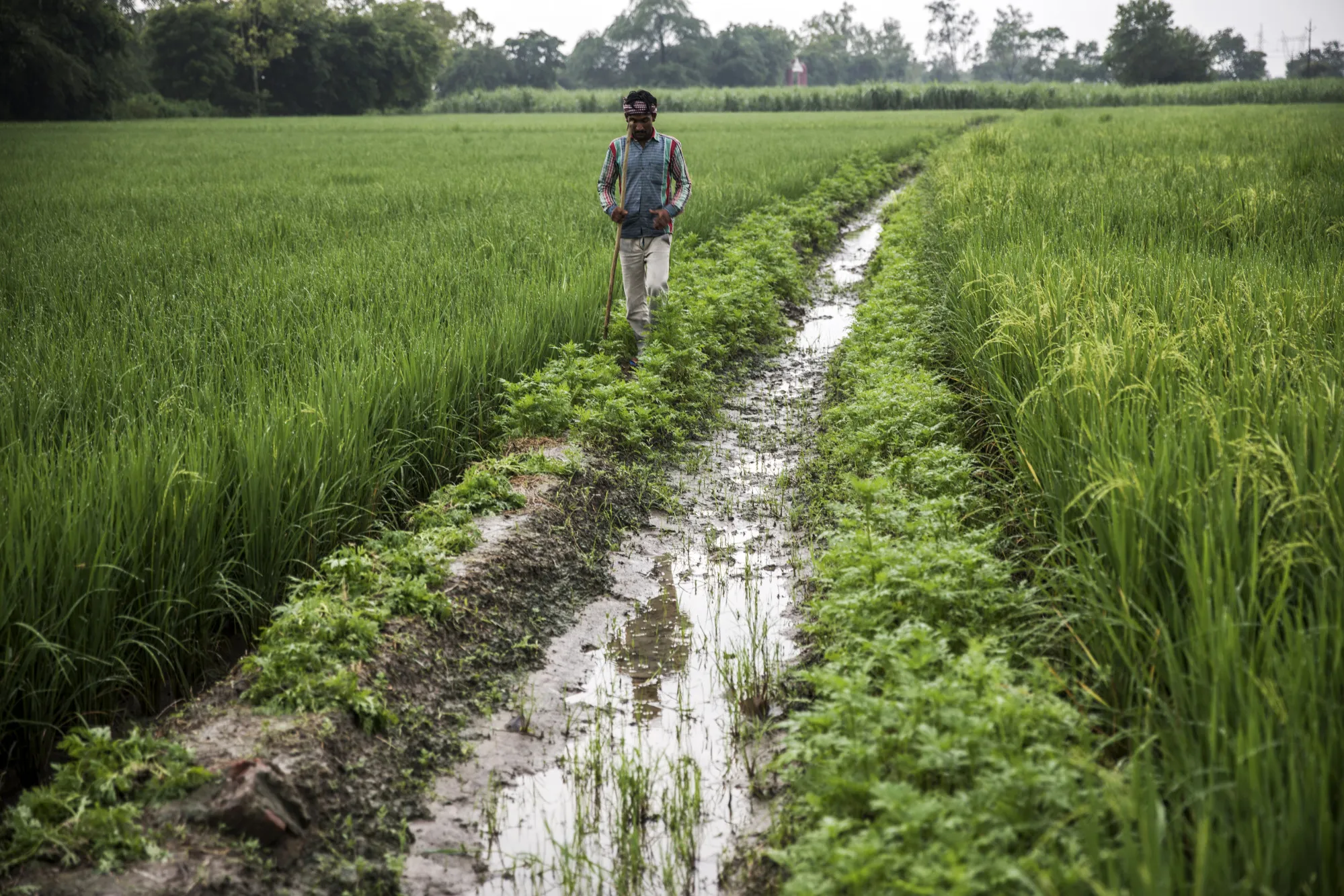 A farmer walks along an irrigation channel between fields of rice growing on farmland in the Bhagpat district of Uttar Pradesh, India.