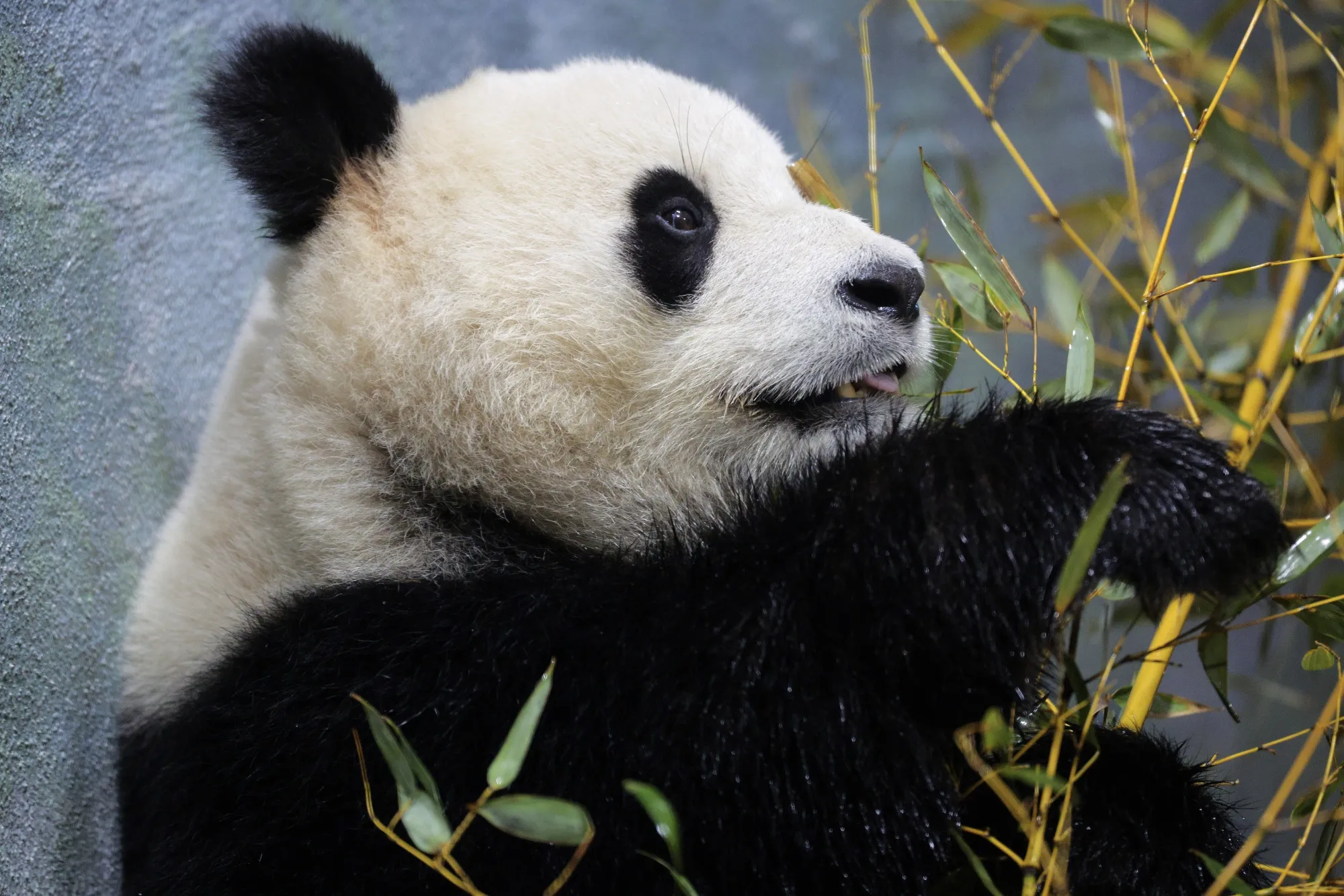 中国から米国に2頭のパンダが送られる