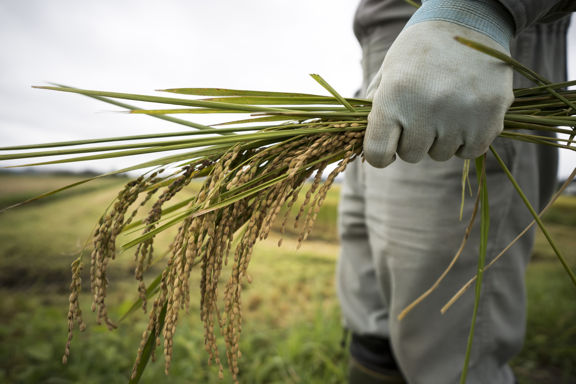 Agriculture trade