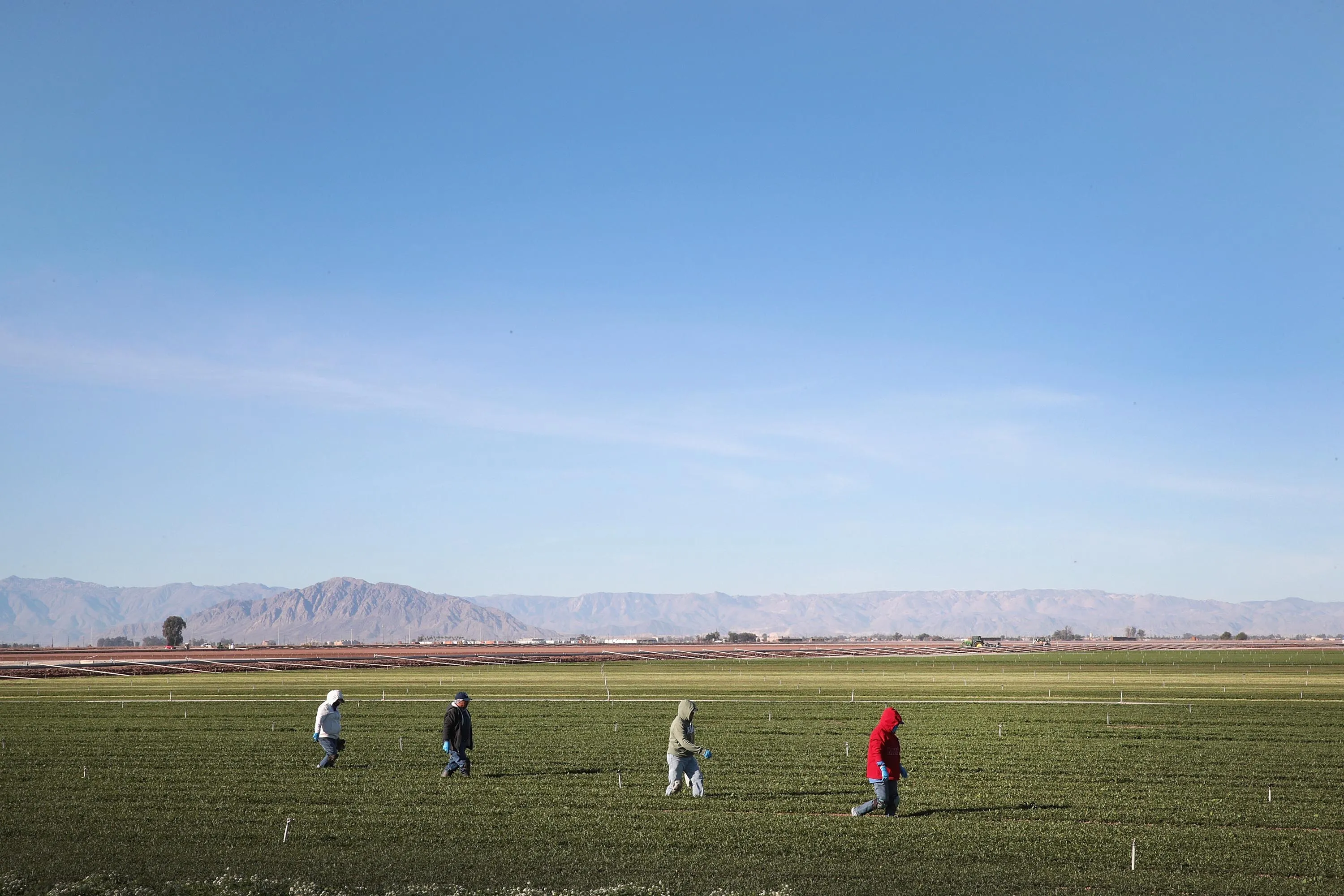 Weeding a field of organic spinach near El Centro, California.