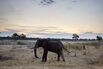 Zimbabwe Elephant SOCIAL GETTY SUB