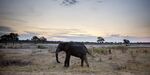 An elephant walks in Hwange National Park in Zimbabwe.