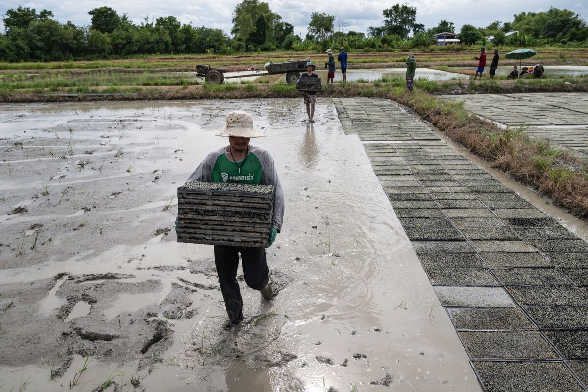 Thai Migrant Labor Crunch Leaves Fruit Rotting, Jobs Unfilled