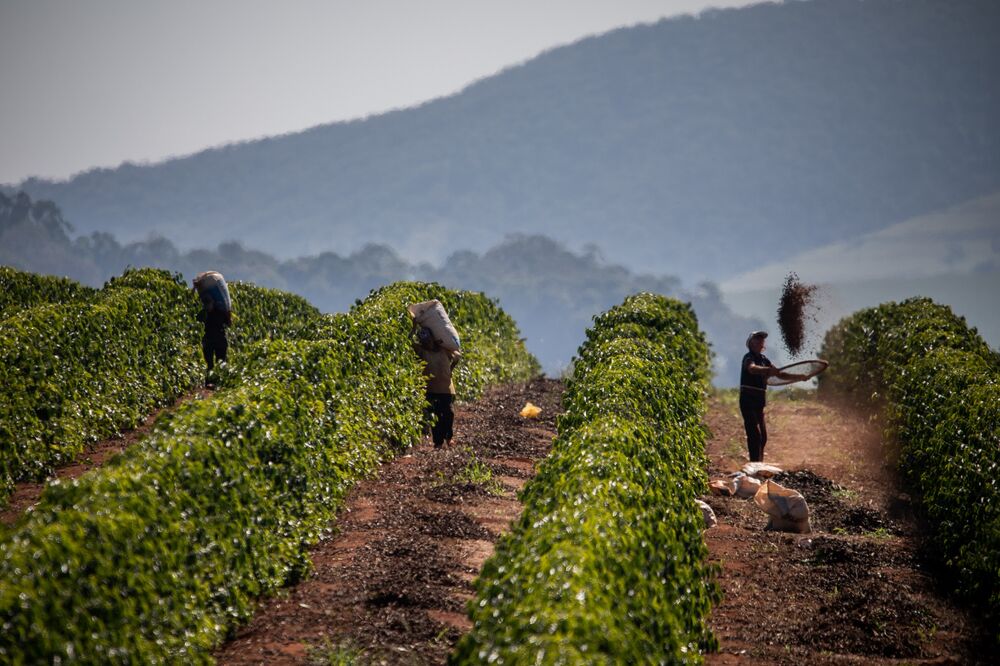 Parched Coffee Farms in Brazil Undermine 'Mega' Crop Outlook - Bloomberg