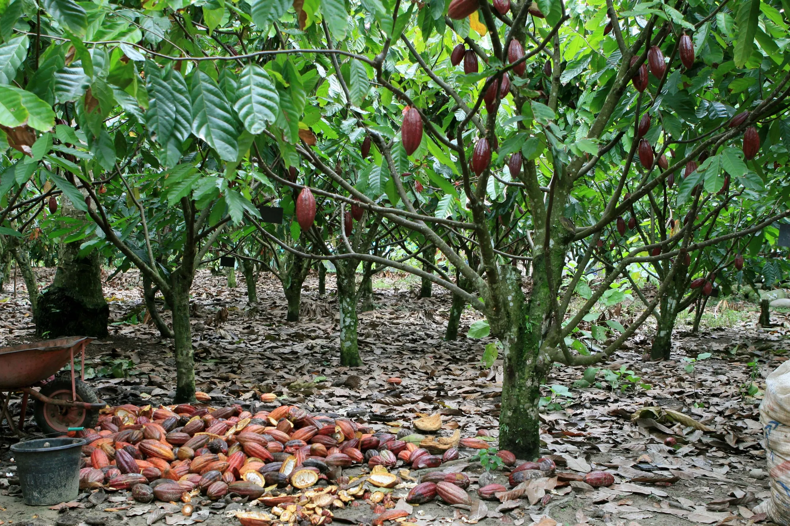 Cocoa pods hang from cocoa trees in South Sulawesi, Indonesia.