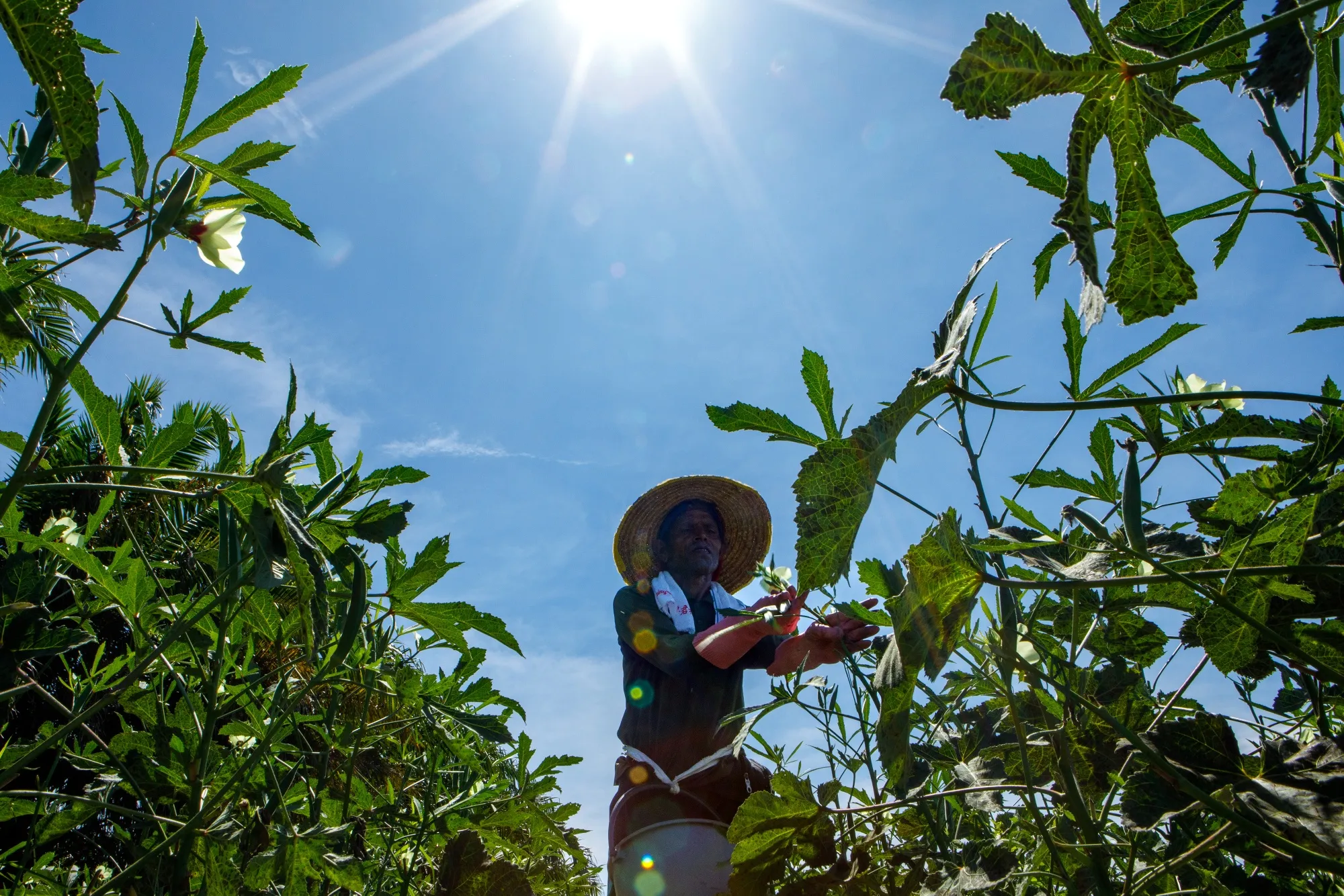 A farmer collects okra during the ongoing Southwest Monsoon season in Selangor, Malaysia, on May 20.