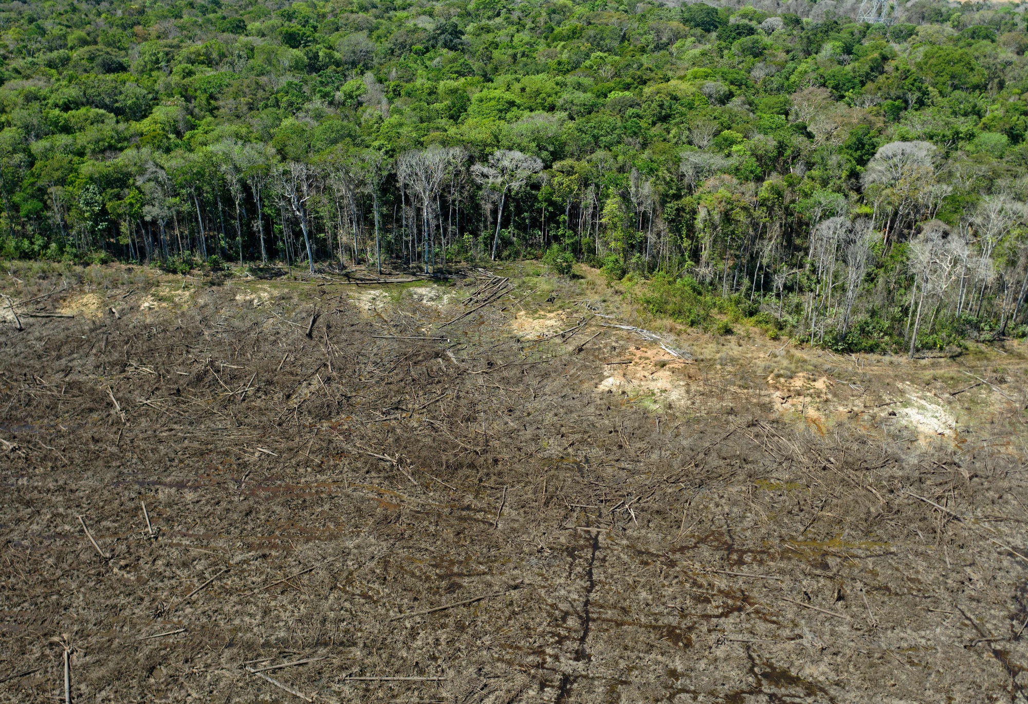 Forest Destruction Surged in 2020 Even as Global Economy Slowed - Bloomberg