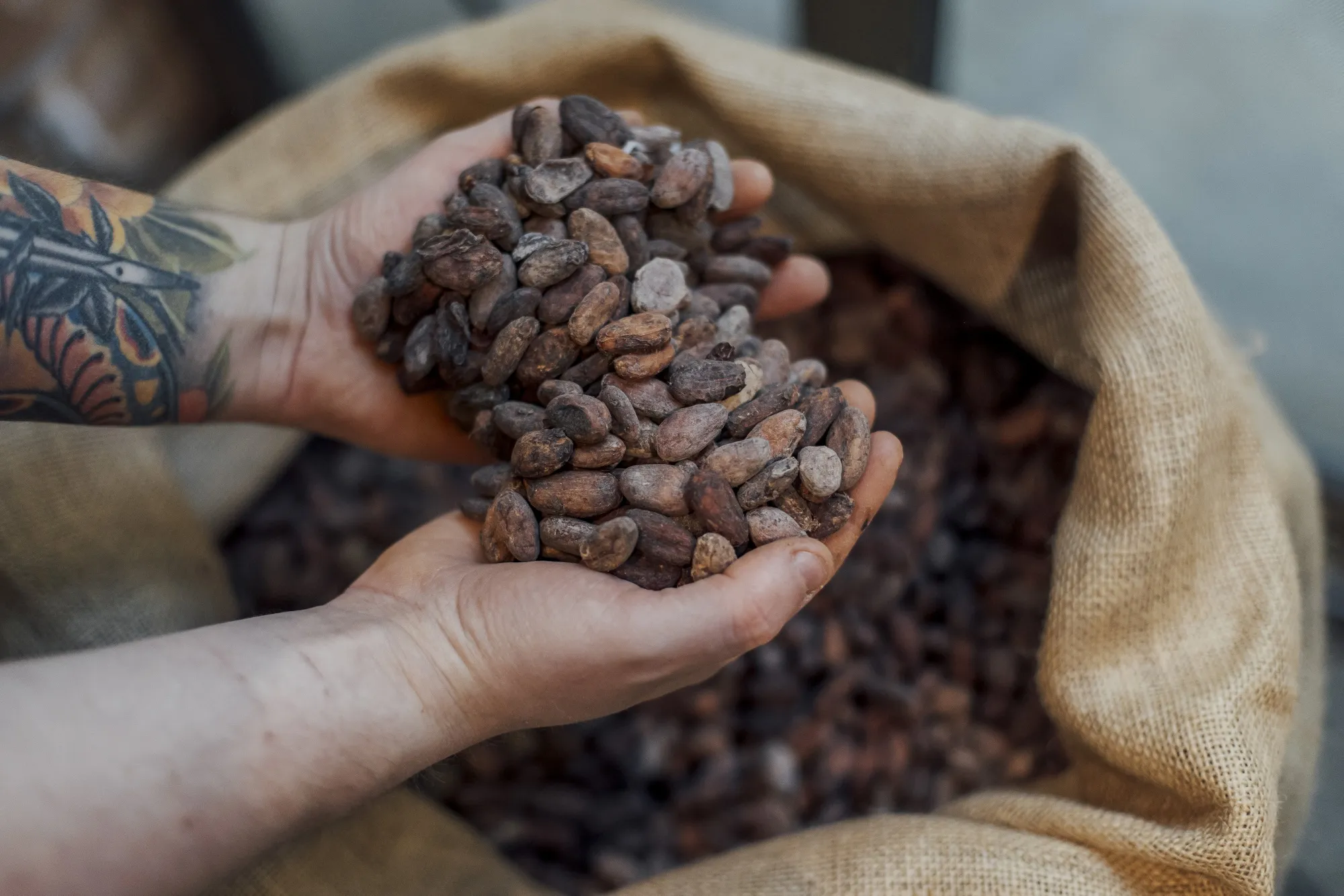 Cocoa beans for roasting at a chocolate factory in Paris.