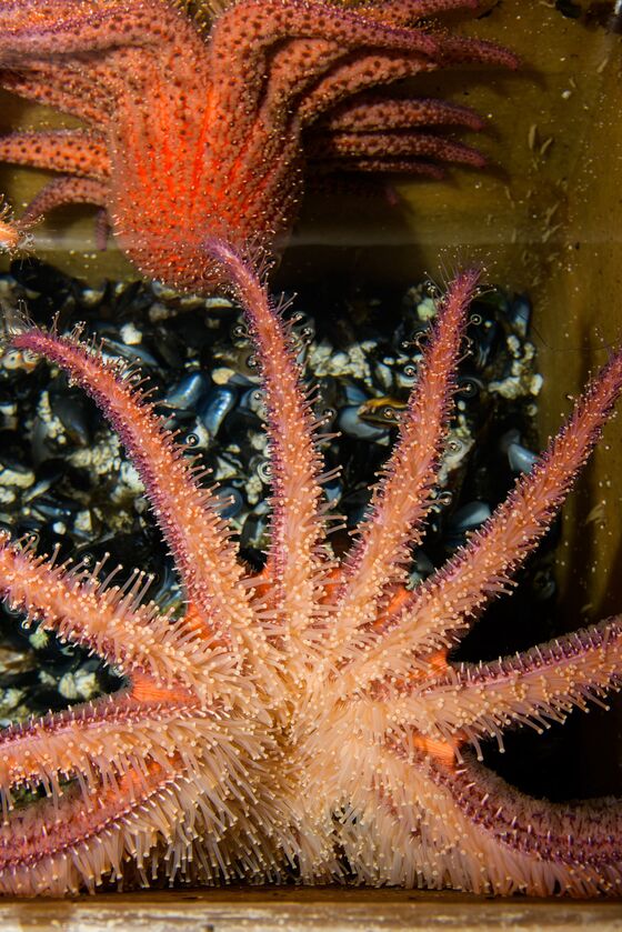 Scientists Are Breeding Sea Stars in a Lab to Rehabilitate Warming Oceans