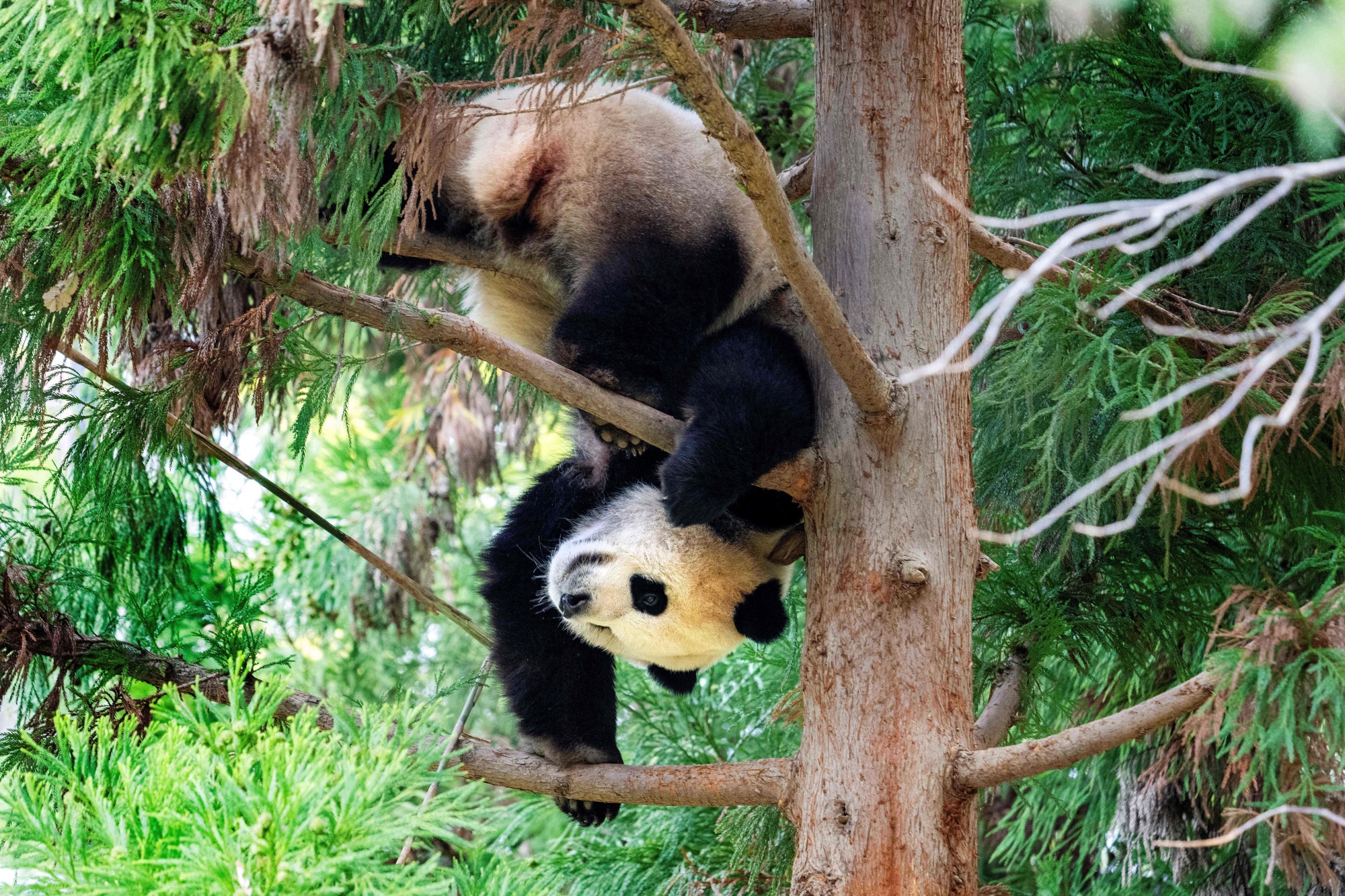 Pandas return to China as loan agreements with U.S., U.K. zoos end