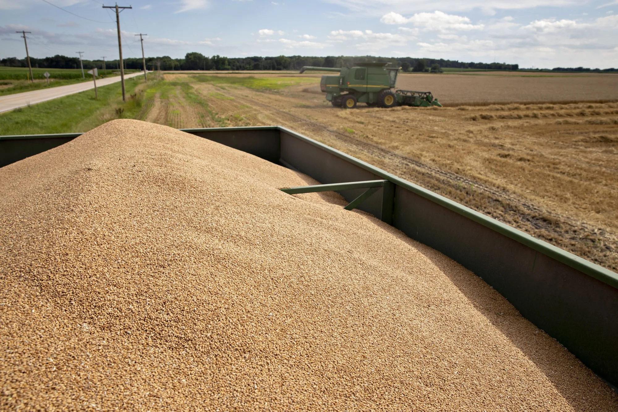 A Wheat Harvest As USDA Lowers Yield Forecasts 