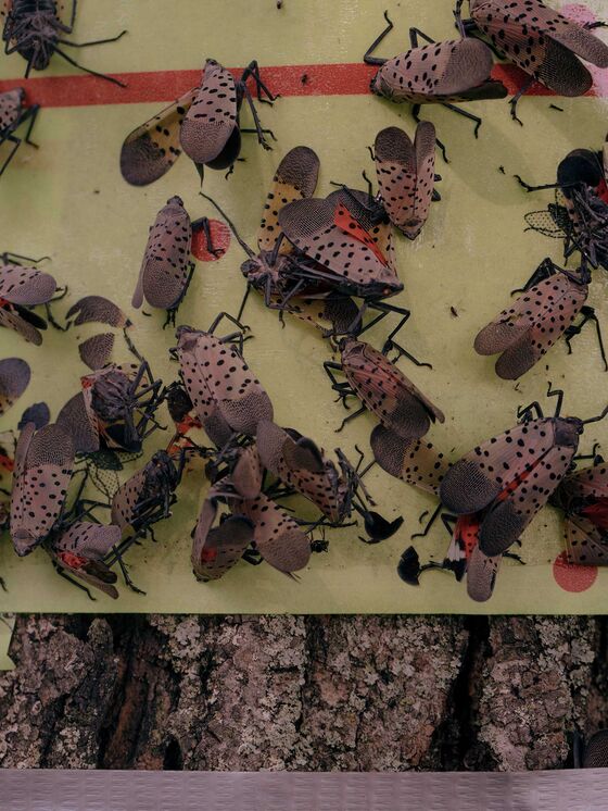 America Isn’t Ready for the Lanternfly Invasion