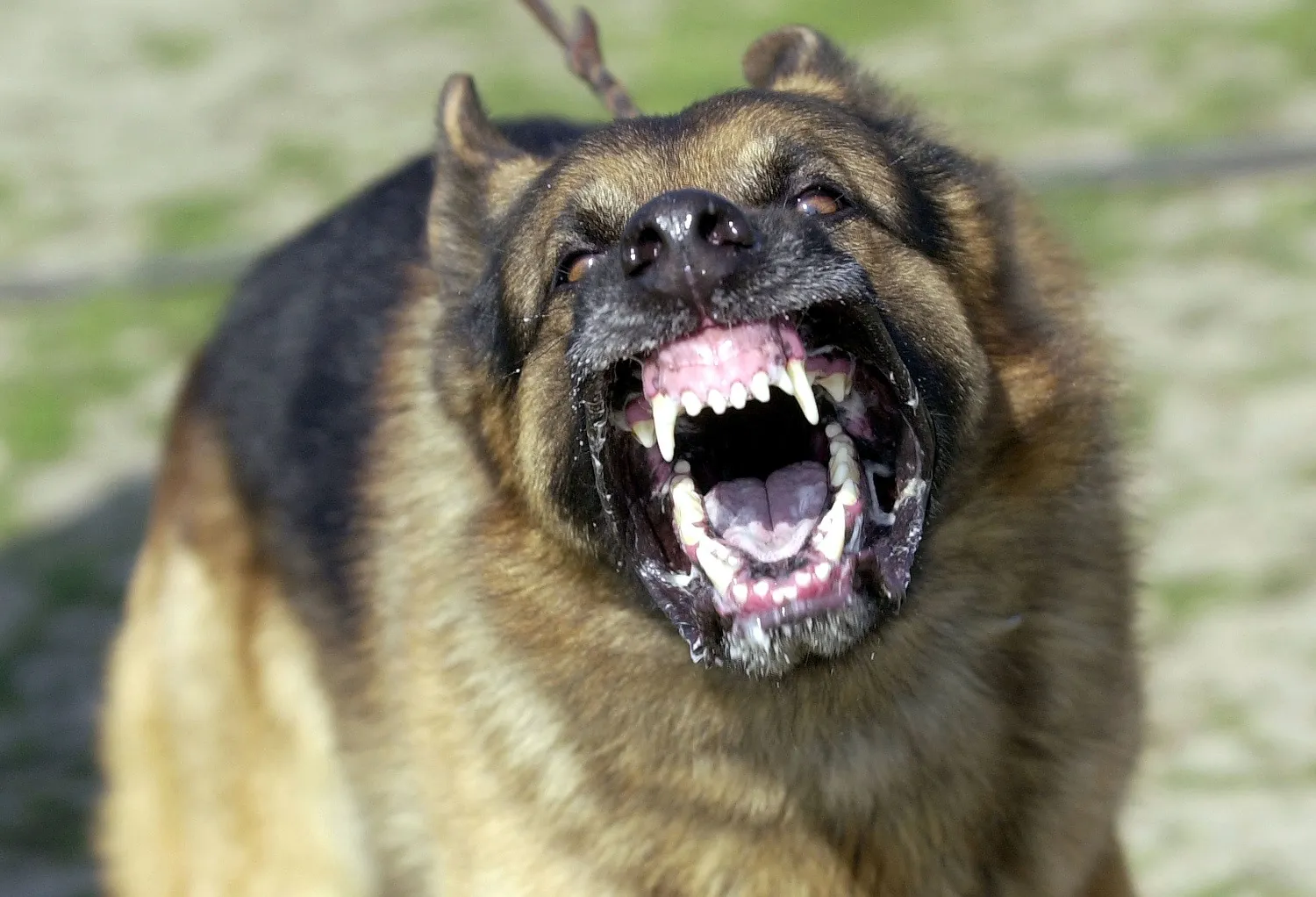 1507038550_dog