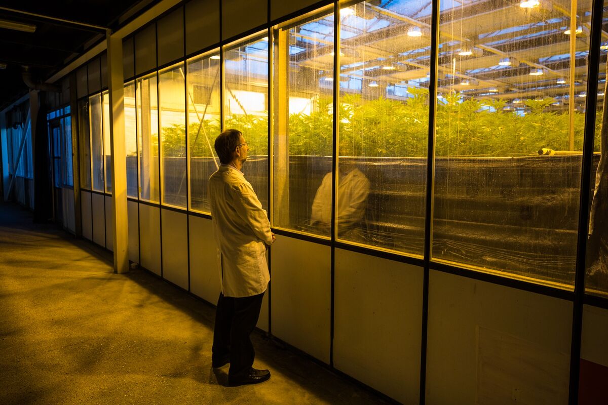 Researchers Made the First Lab-Grown THC, CBD, and Startups Are Blossoming