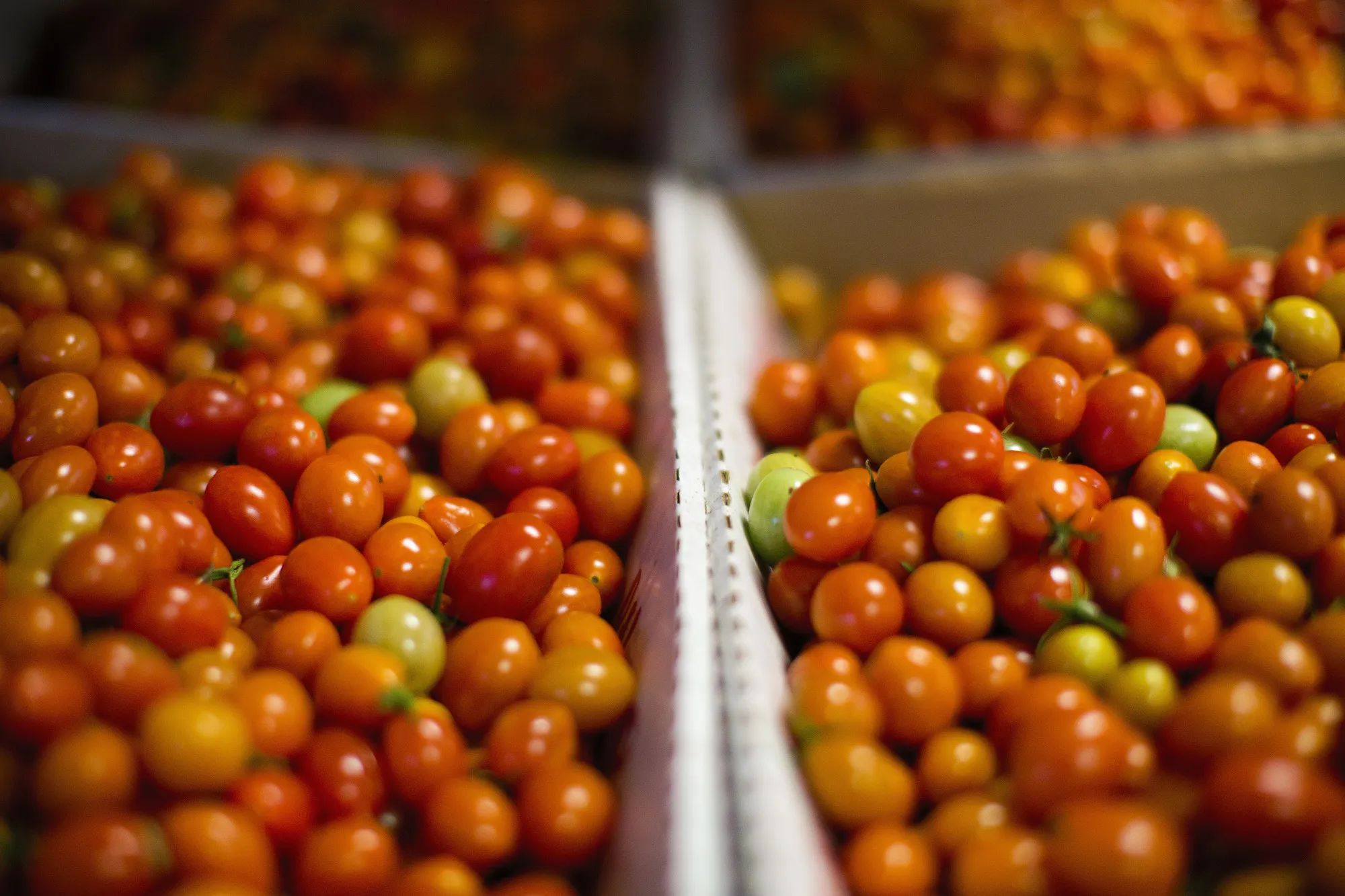 cherry tomatoes 