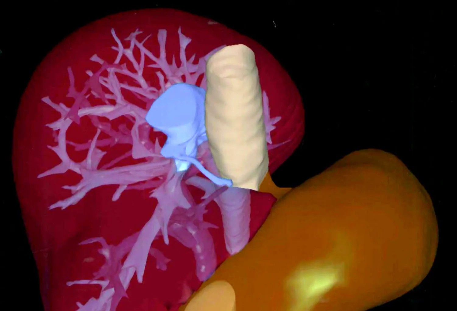 A 3-D image of a human liver.