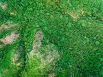 Ariel view of lush green forest
