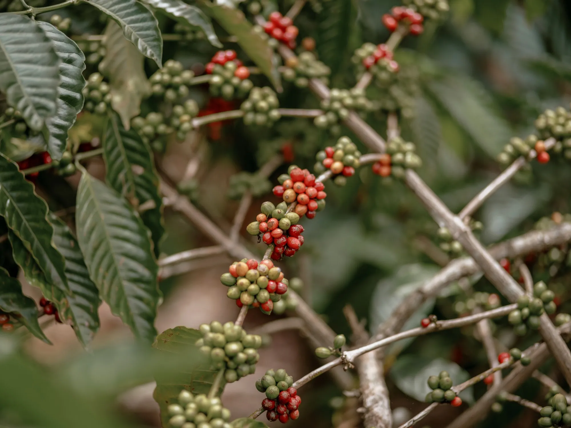 Coffee berries hang from a plant at a local coffee plantation in the village of Ngarip, Lampung province, Indonesia.