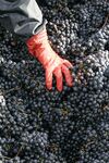 Freshly harvested red wine grapes are loaded into a truck at Chateau Haut-Brion, in Pessac, near Bordeaux, southwestern France, on Friday, September 15, 2006.