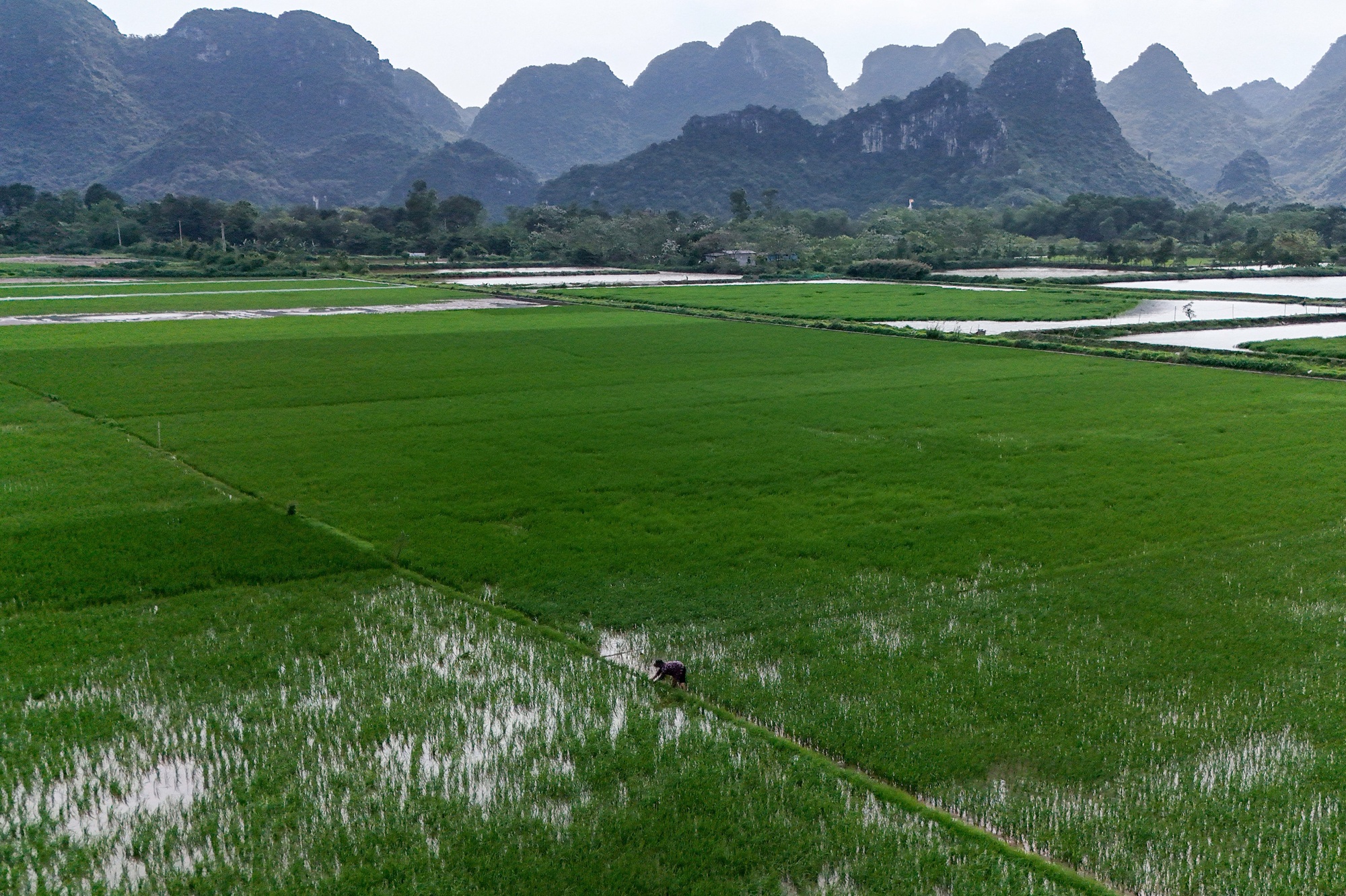 A farmer working in a rice field in Hanoi, Vietnam. Photographer: Nhac Nguyen/AFP/Getty Images