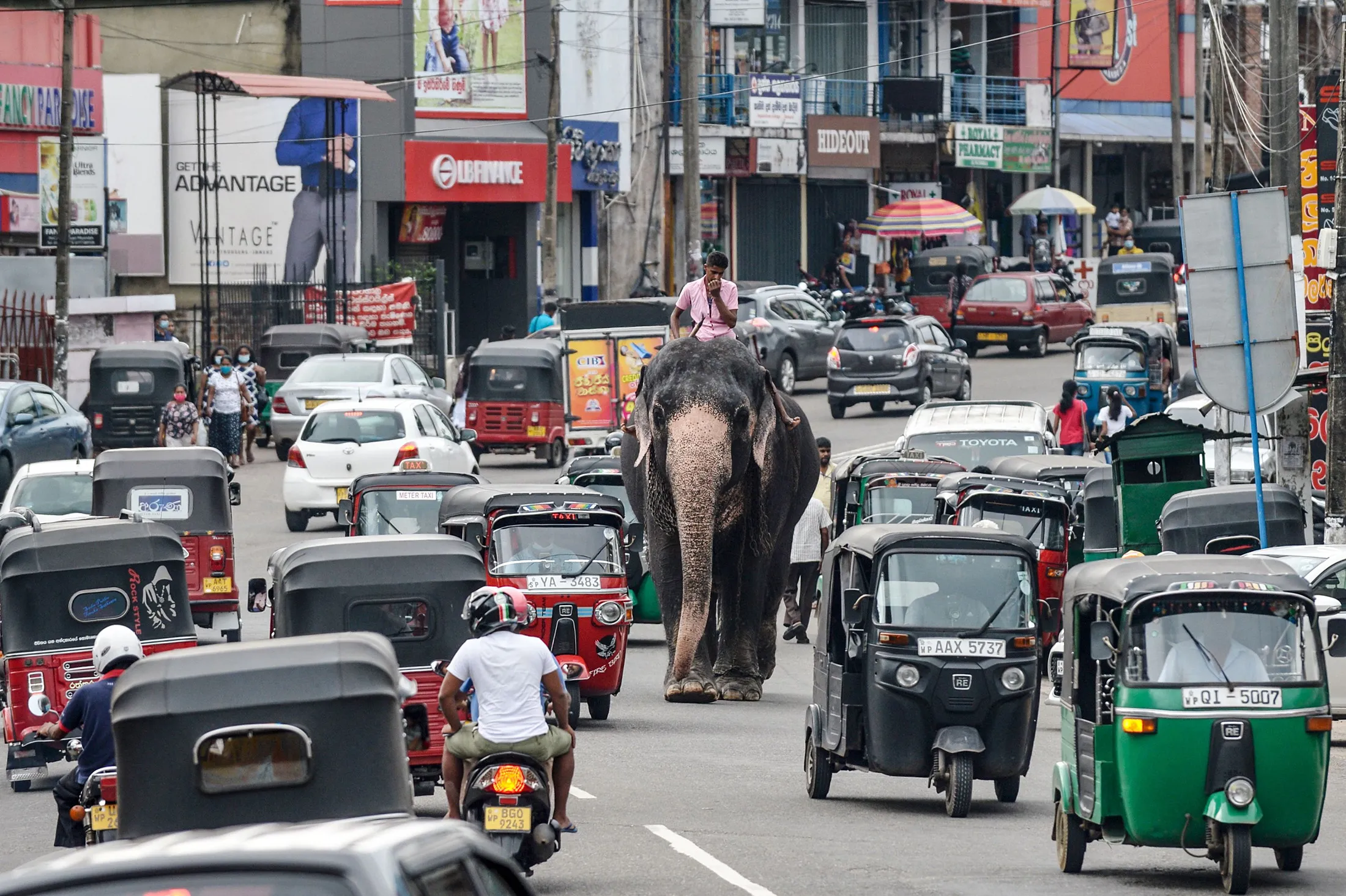 TOPSHOT-SRI LANKA-ANIMAL-ELEPHANT