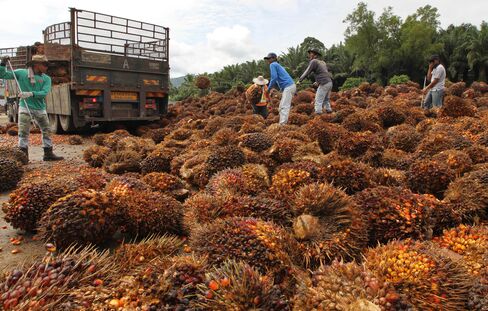 Golden Agri Seen Cheap LBO Target After Palm Oil Drop