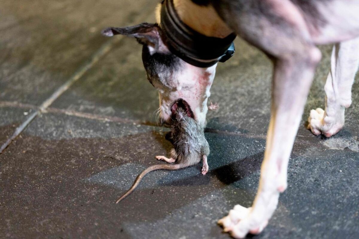 Giant Rats Intrude on UK's Dreams of Renewal