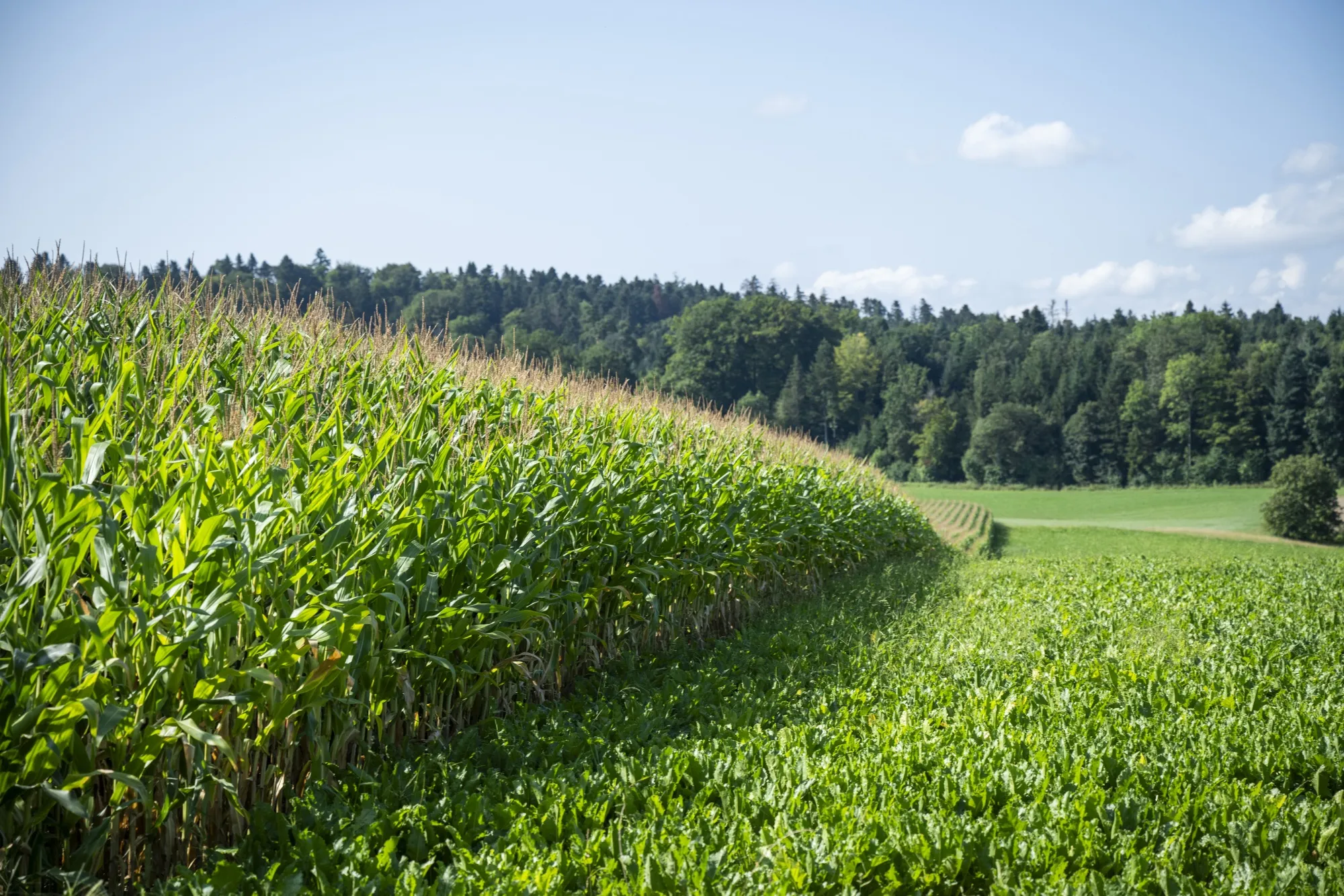 Swiss Say Crop Traders Are Not to Blame for Food Price Rises - Bloomberg