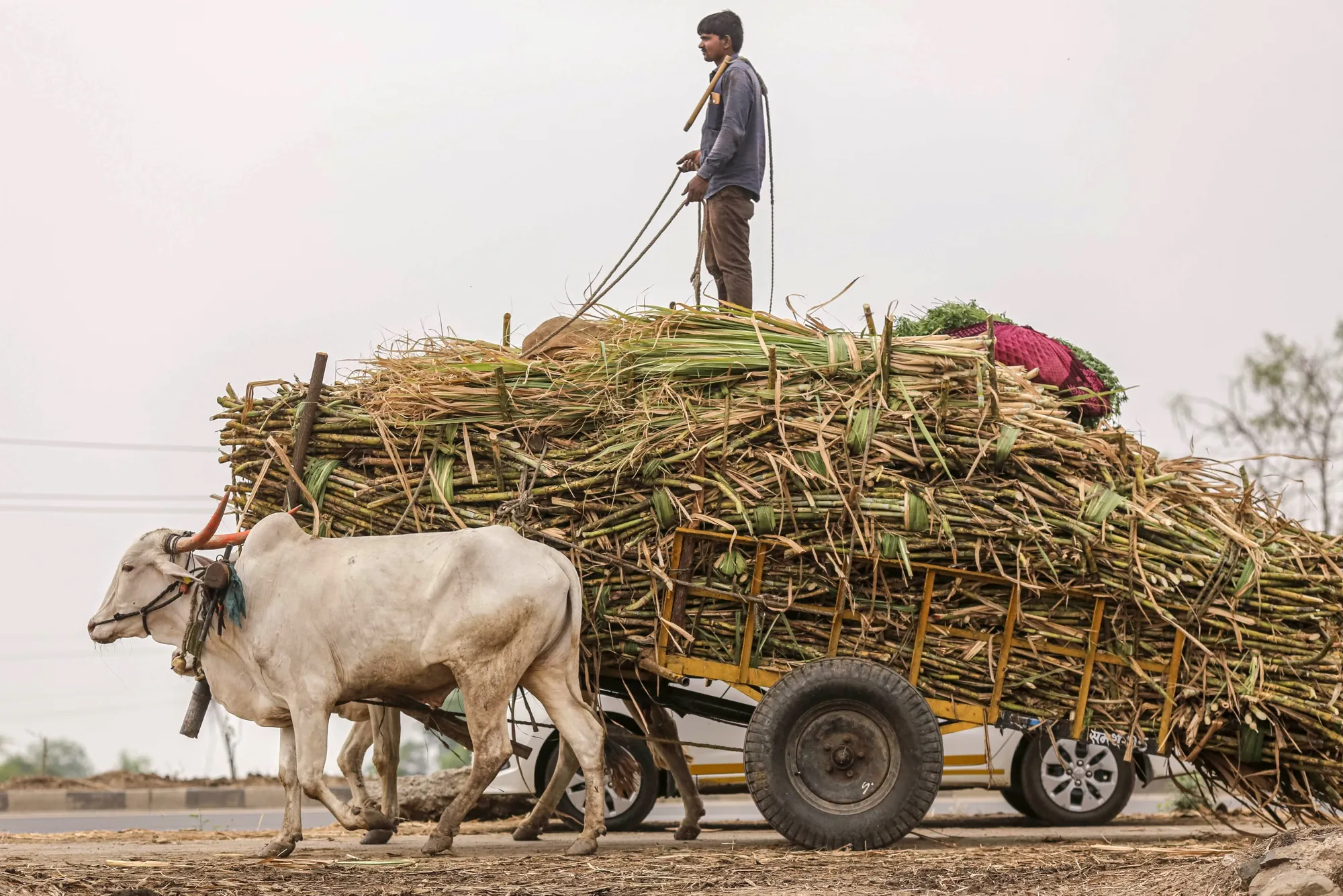 Sugar in India's Key Growing Areas Under Threat From Poor Rain ...