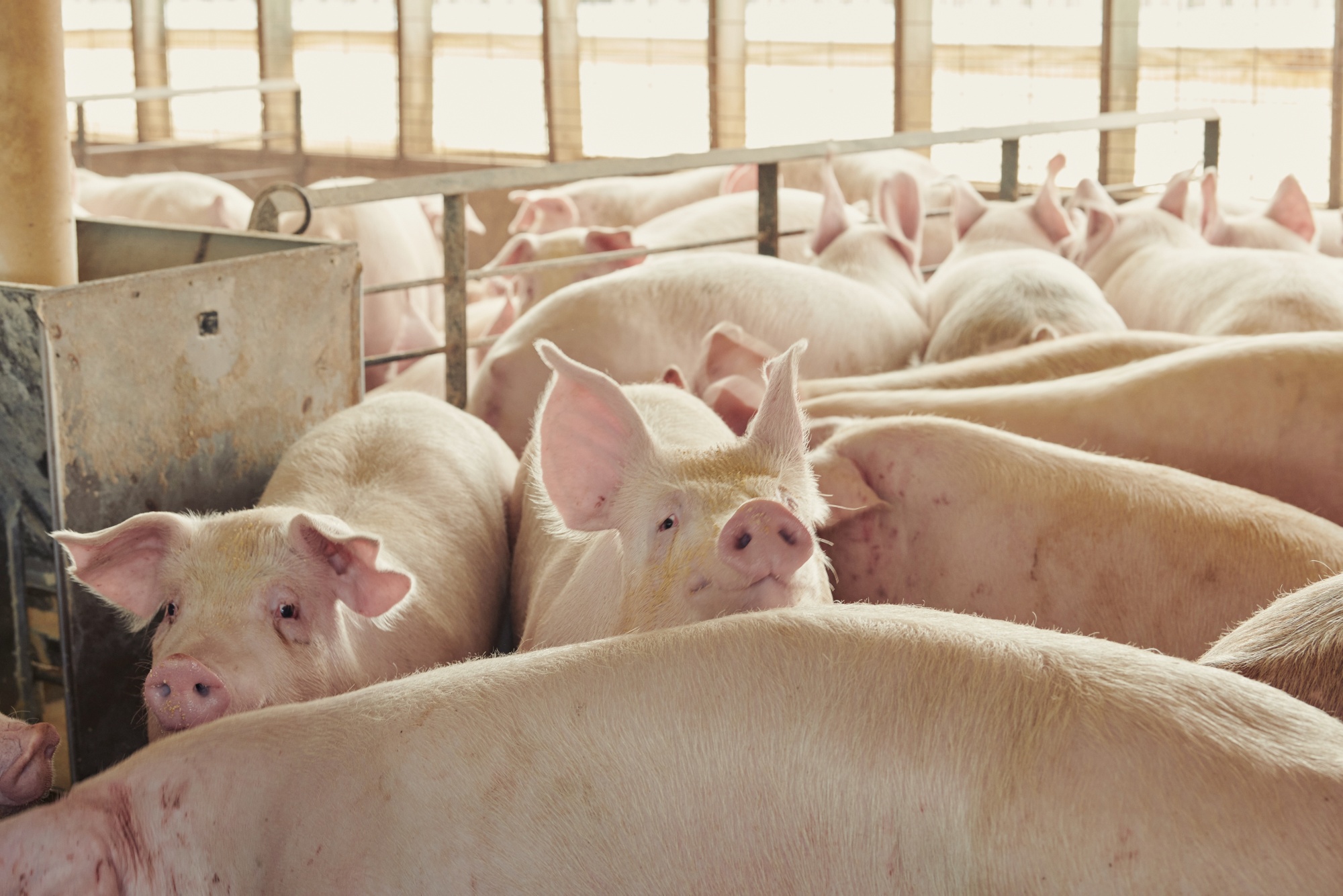 Pigs stand in a pen at a farm near Le Mars, Iowa.