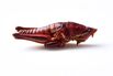 Toasty, Salty, and Extra Crunchy: Grasshoppers Hop to a Menu Near You