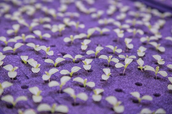 Marijuana and Makeup Are New Growth Areas for Vertical Farms