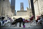 A carriage horse&nbsp;eats near Central Park in New York City.