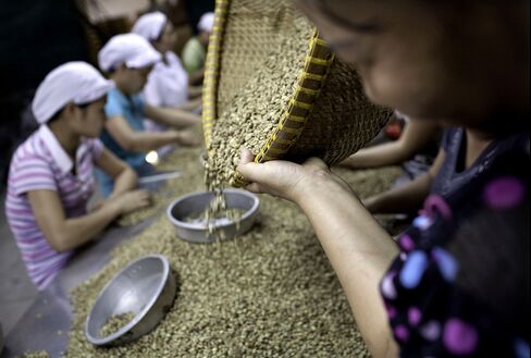 Vietnam Coffee Harvest May Drop 30% on Drought, Vicofa Says