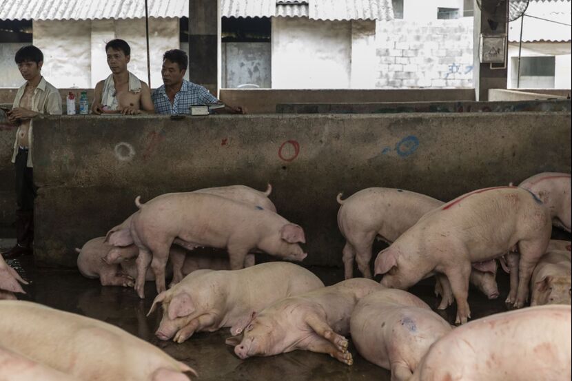 Hog News Giant Pigs Size Of Polar Bears Being Bred In China
