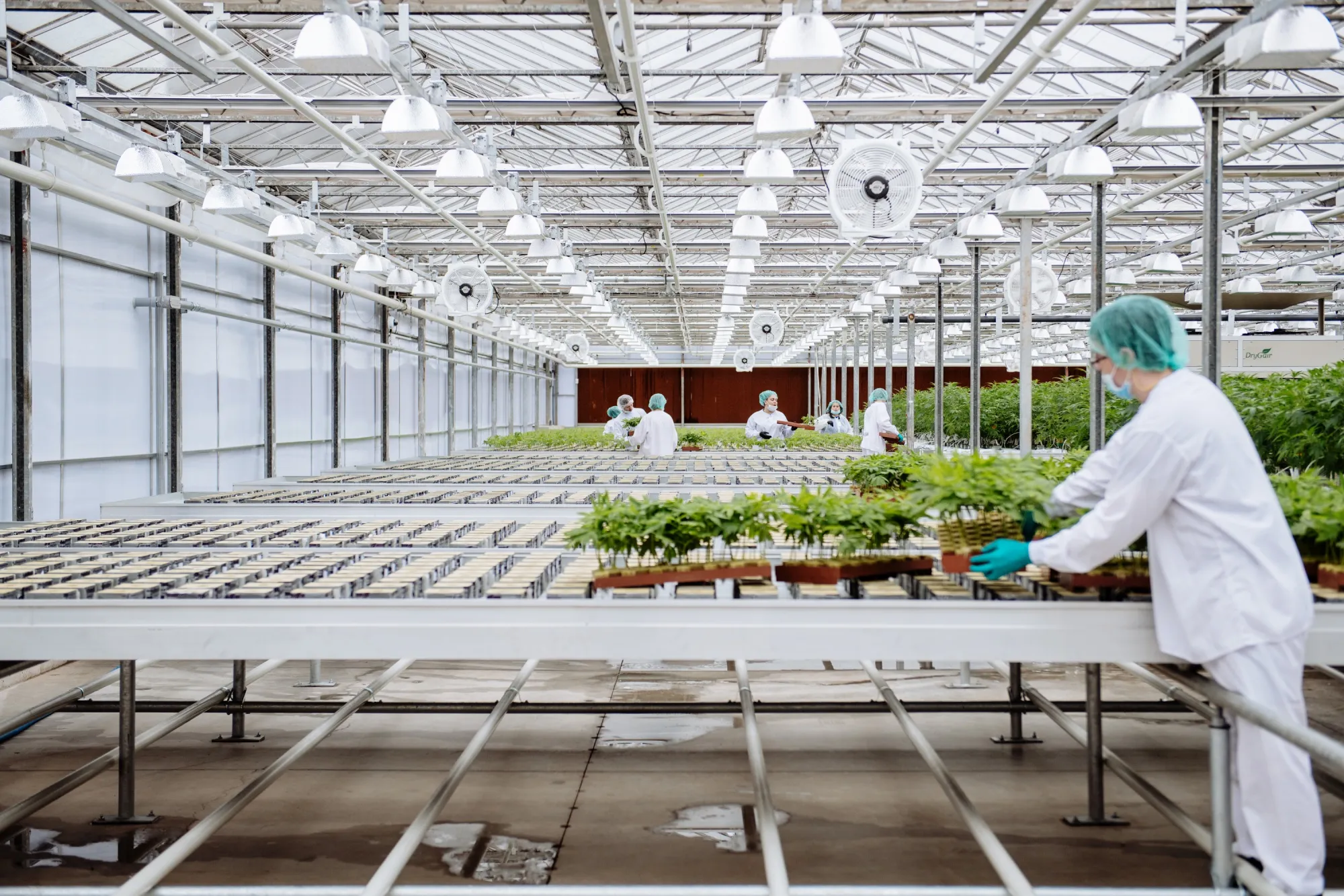 Technicians relocate marijuana plants at CannTrust’s&nbsp;production facility in Fenwick, Ontario.