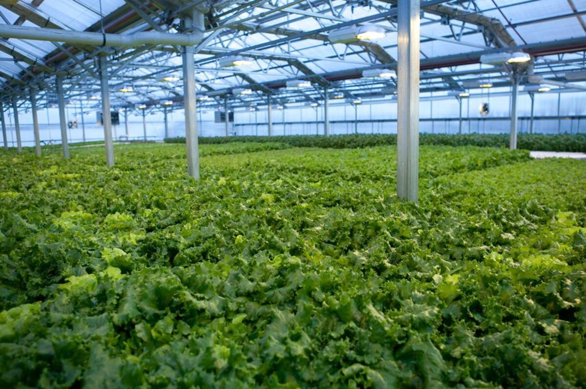 Gotham Greens: A Farm Grows in Brooklyn - Bloomberg